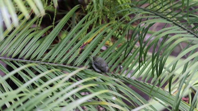 Warbling White-eye - ML349023941