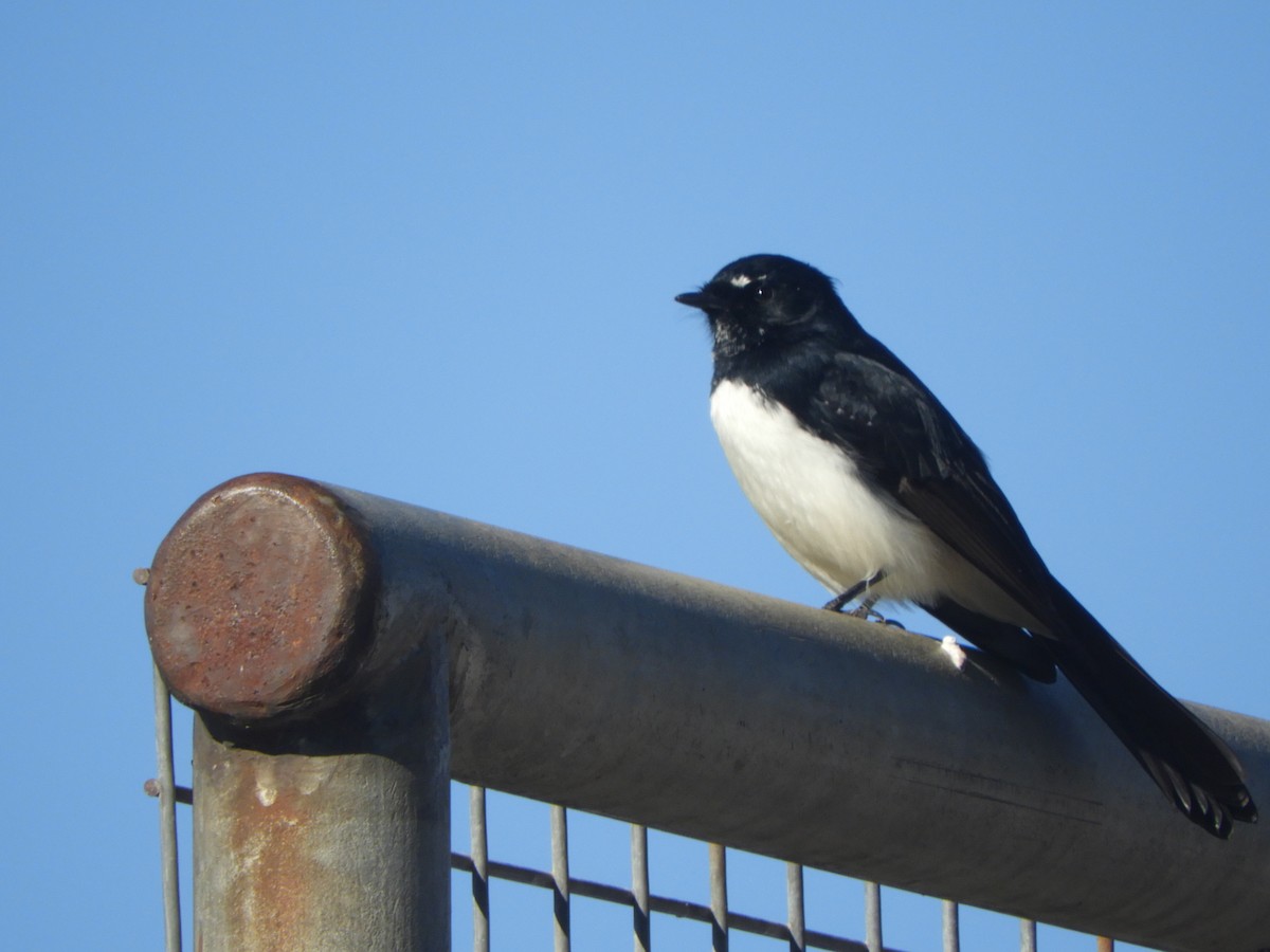 Willie-wagtail - ML349026381