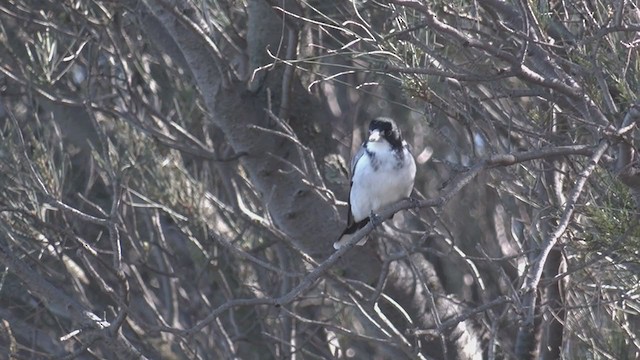 Gray Butcherbird - ML349027211