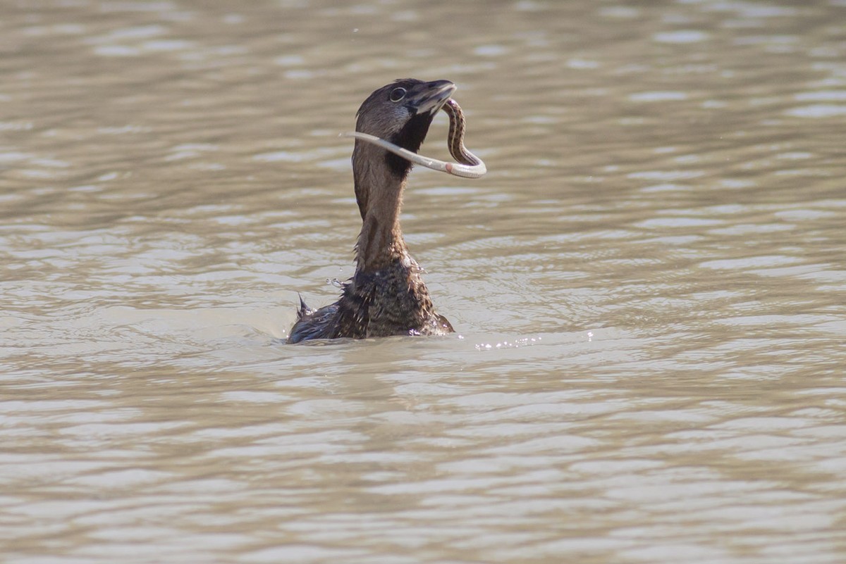 Pied-billed Grebe - ML349027401