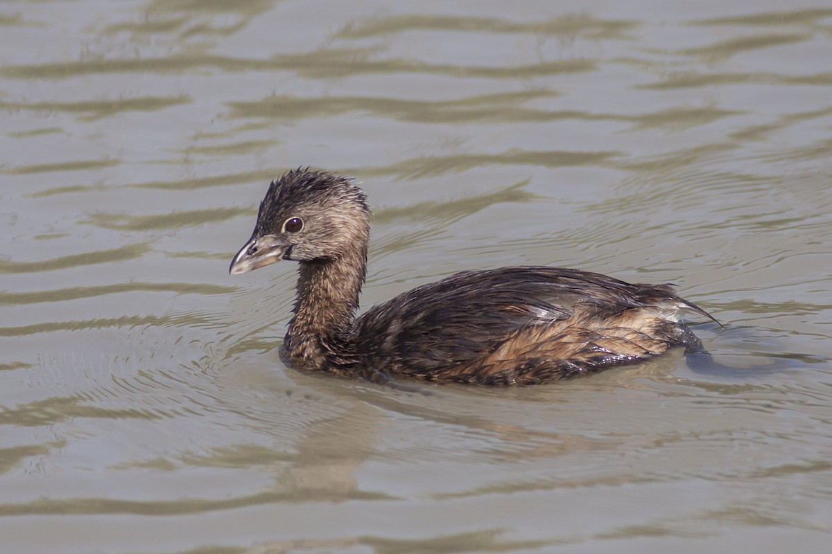 Pied-billed Grebe - ML349027411