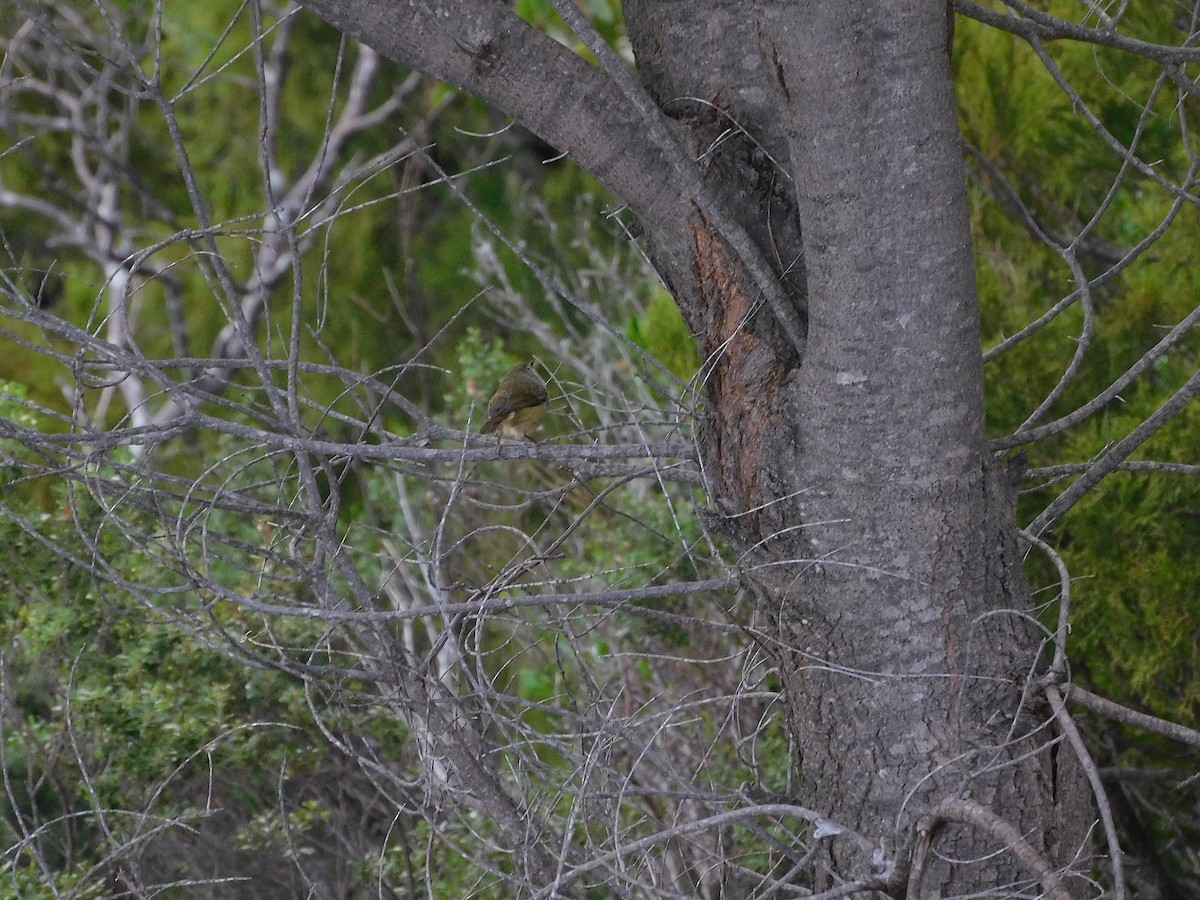 Brown Thornbill - ML349028751