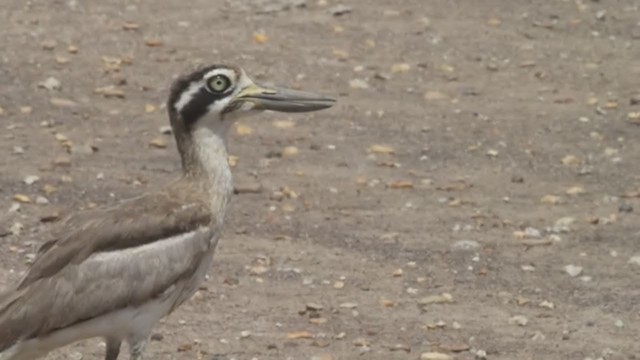 Great Thick-knee - ML349030051