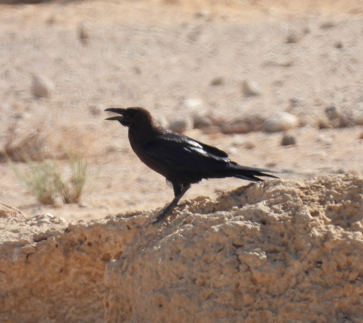 Brown-necked Raven - ML349034451