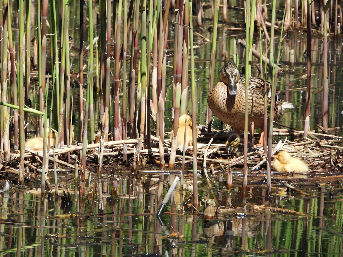 Mallard - ML349034691