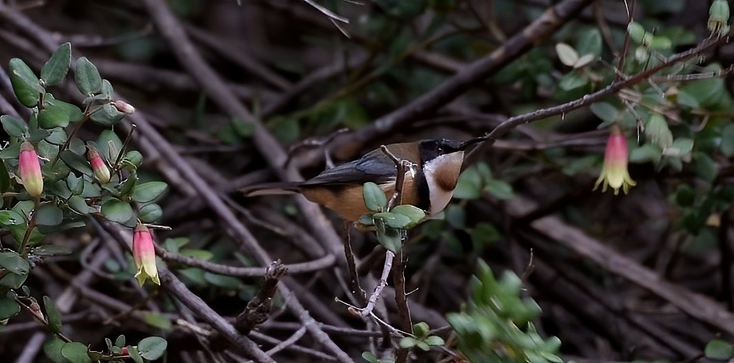 Eastern Spinebill - ML349034801