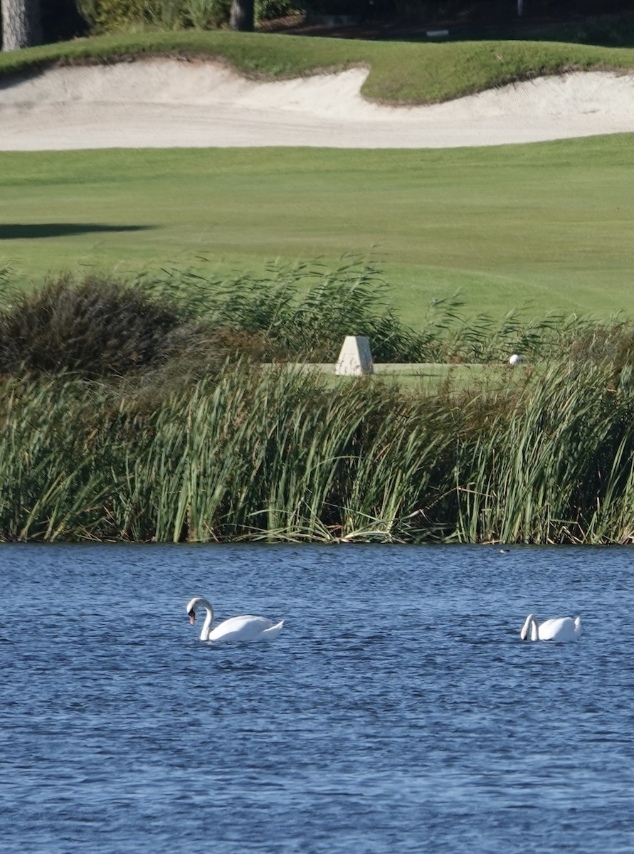 Mute Swan - ML349035651