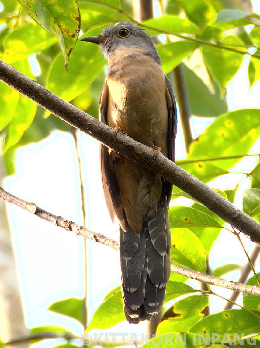 Brush Cuckoo (Sunda) - ML349035771