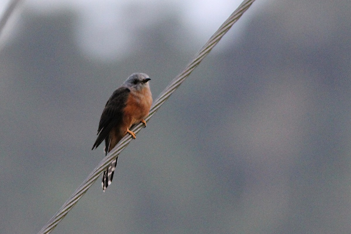 Plaintive Cuckoo - ML349038141