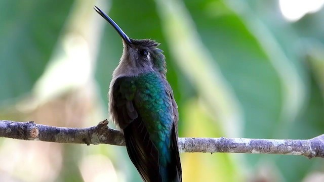 Wedge-tailed Sabrewing - ML349038941