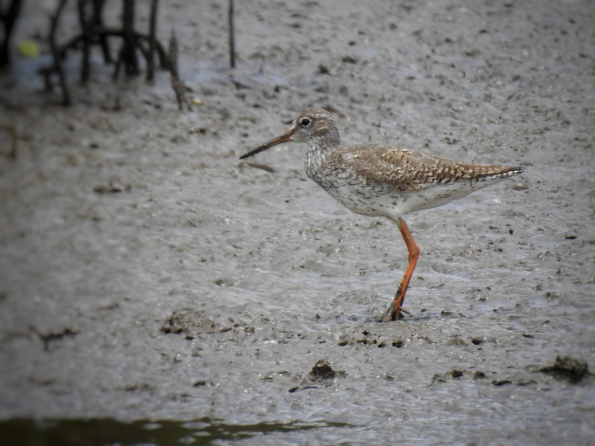 Common Redshank - ML349039071