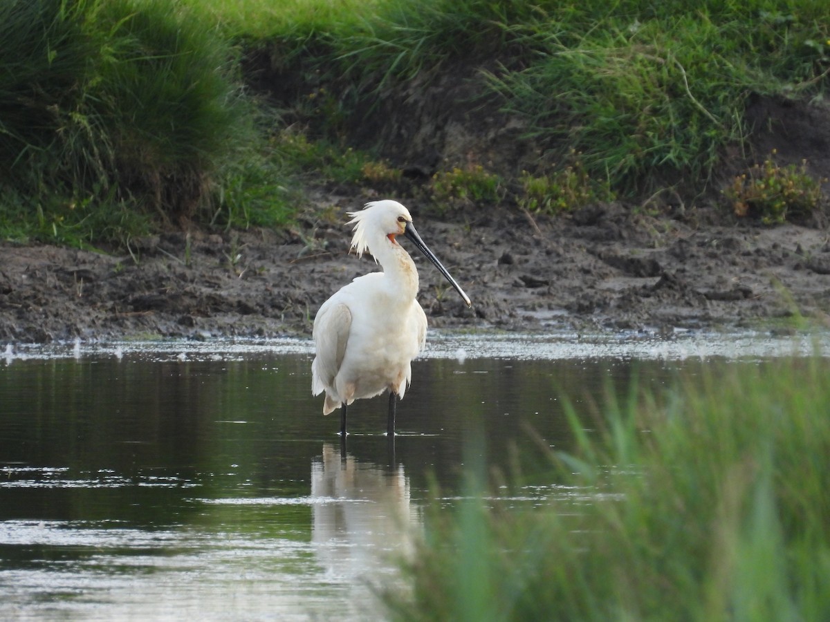 Eurasian Spoonbill - ML349040071