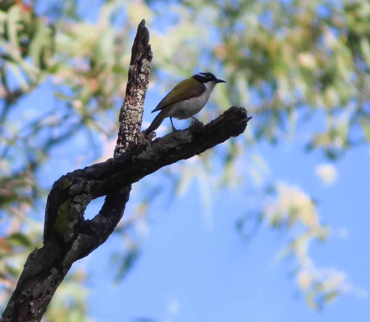 White-throated Honeyeater - ML349041271