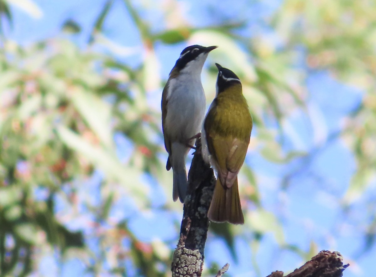 White-throated Honeyeater - ML349041281