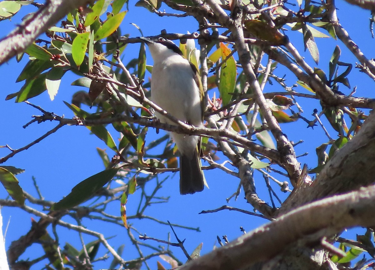 White-throated Honeyeater - ML349041291