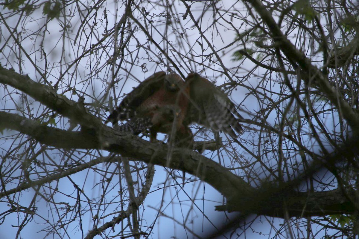 Red-shouldered Hawk - ML349041941