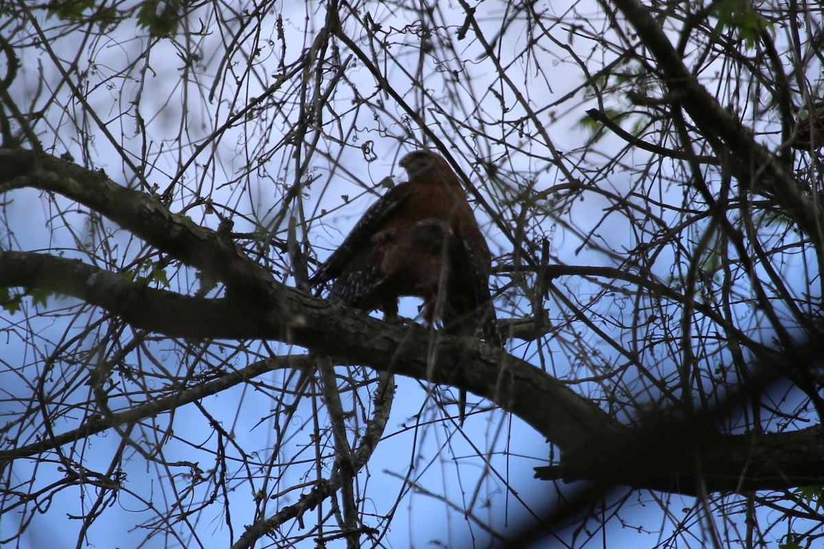 Red-shouldered Hawk - ML349041951