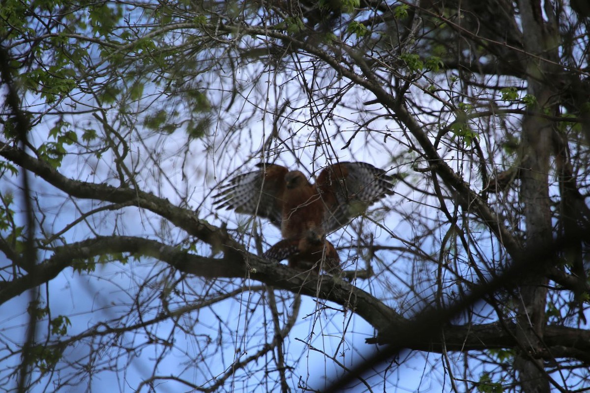 Red-shouldered Hawk - ML349041971