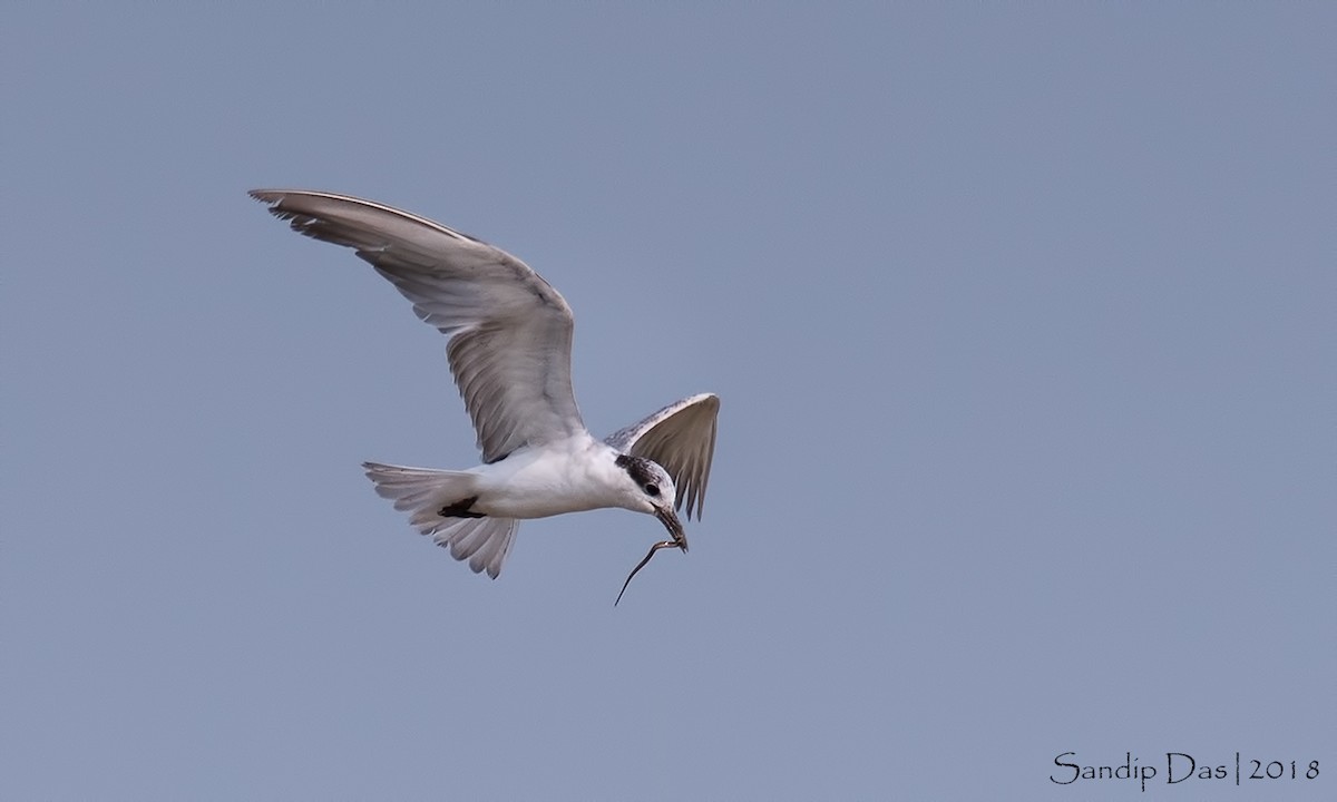 Whiskered Tern - ML349042591