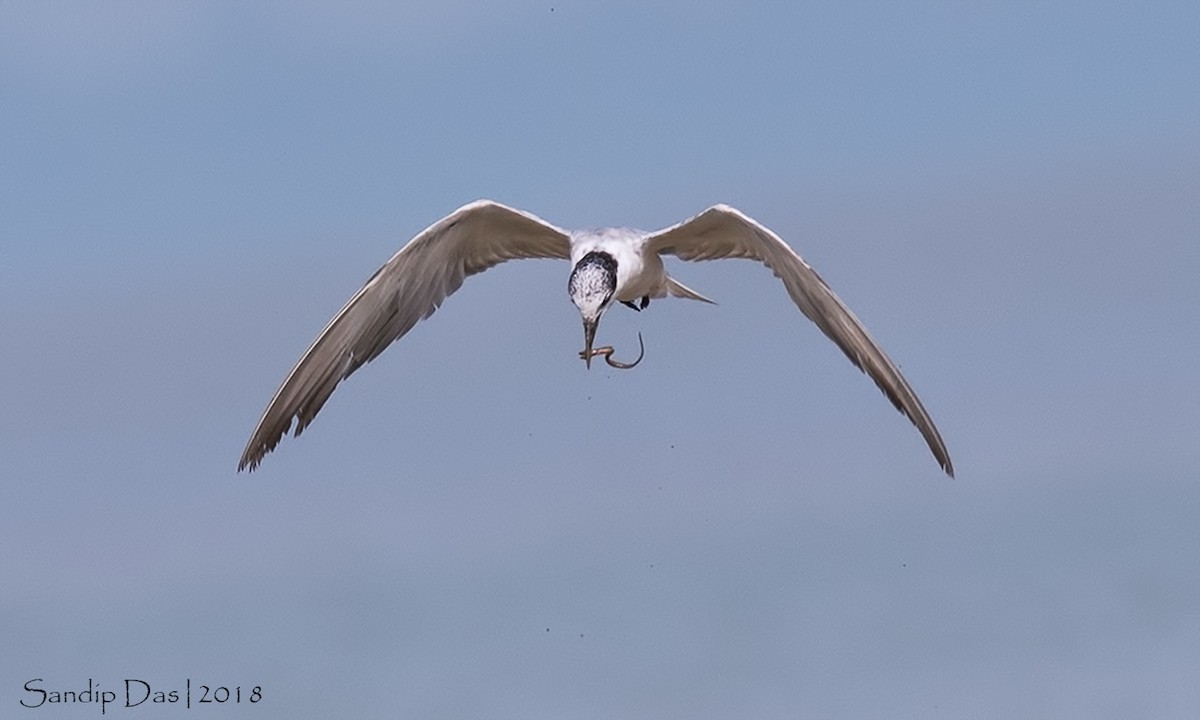 Whiskered Tern - ML349042671