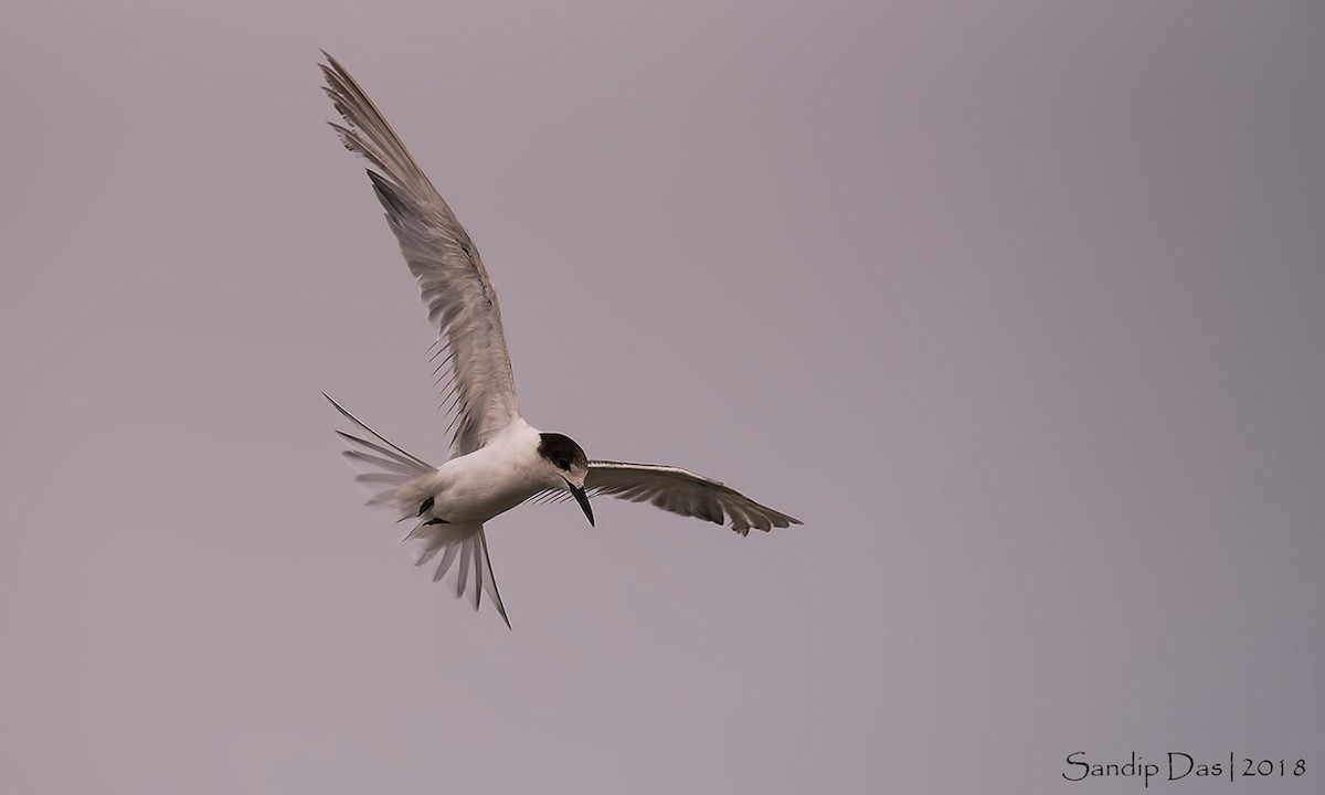 Common Tern - ML349043131