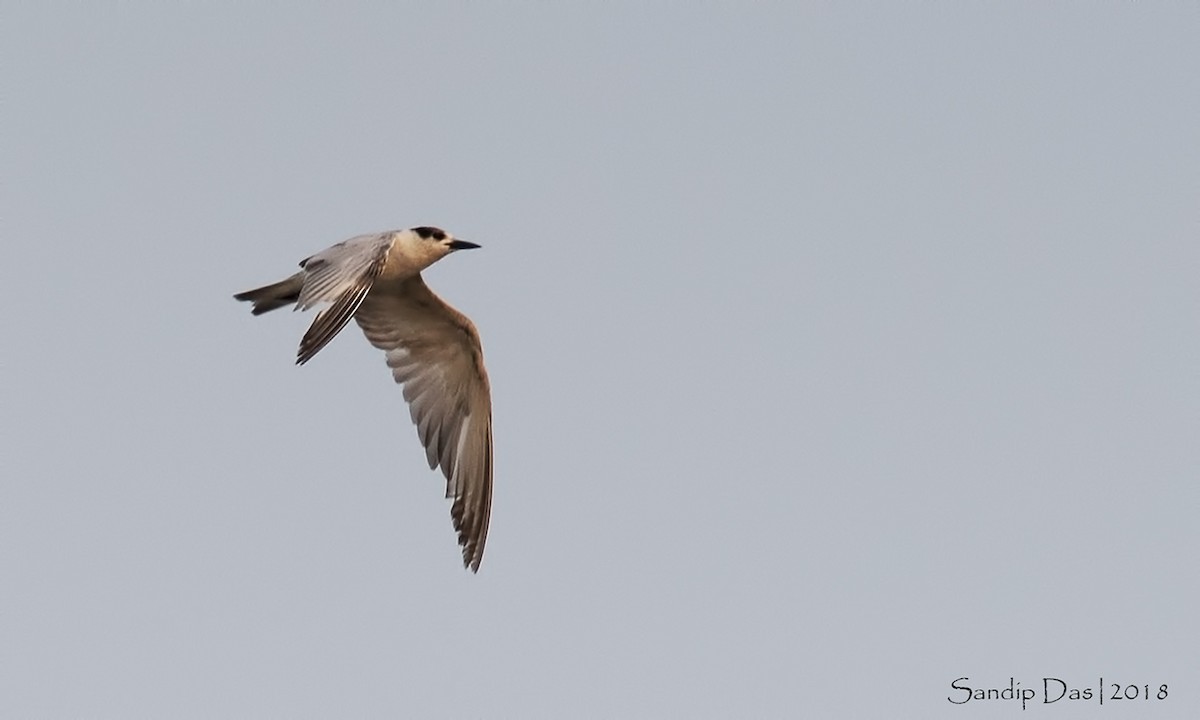 Whiskered Tern - ML349043391