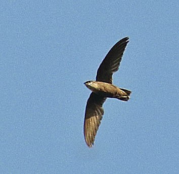 Chimney Swift - ML349044271