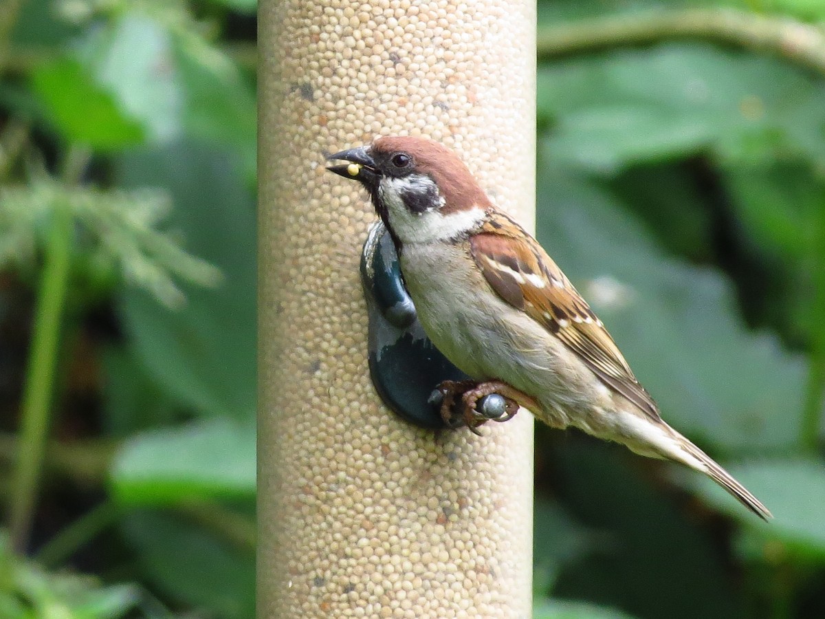 Eurasian Tree Sparrow - ML349045691