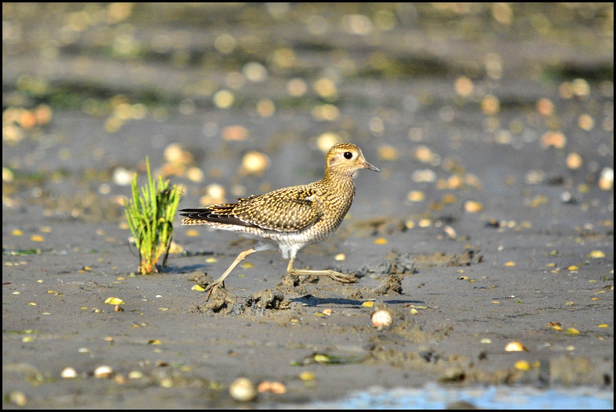 European Golden-Plover - ML34904631