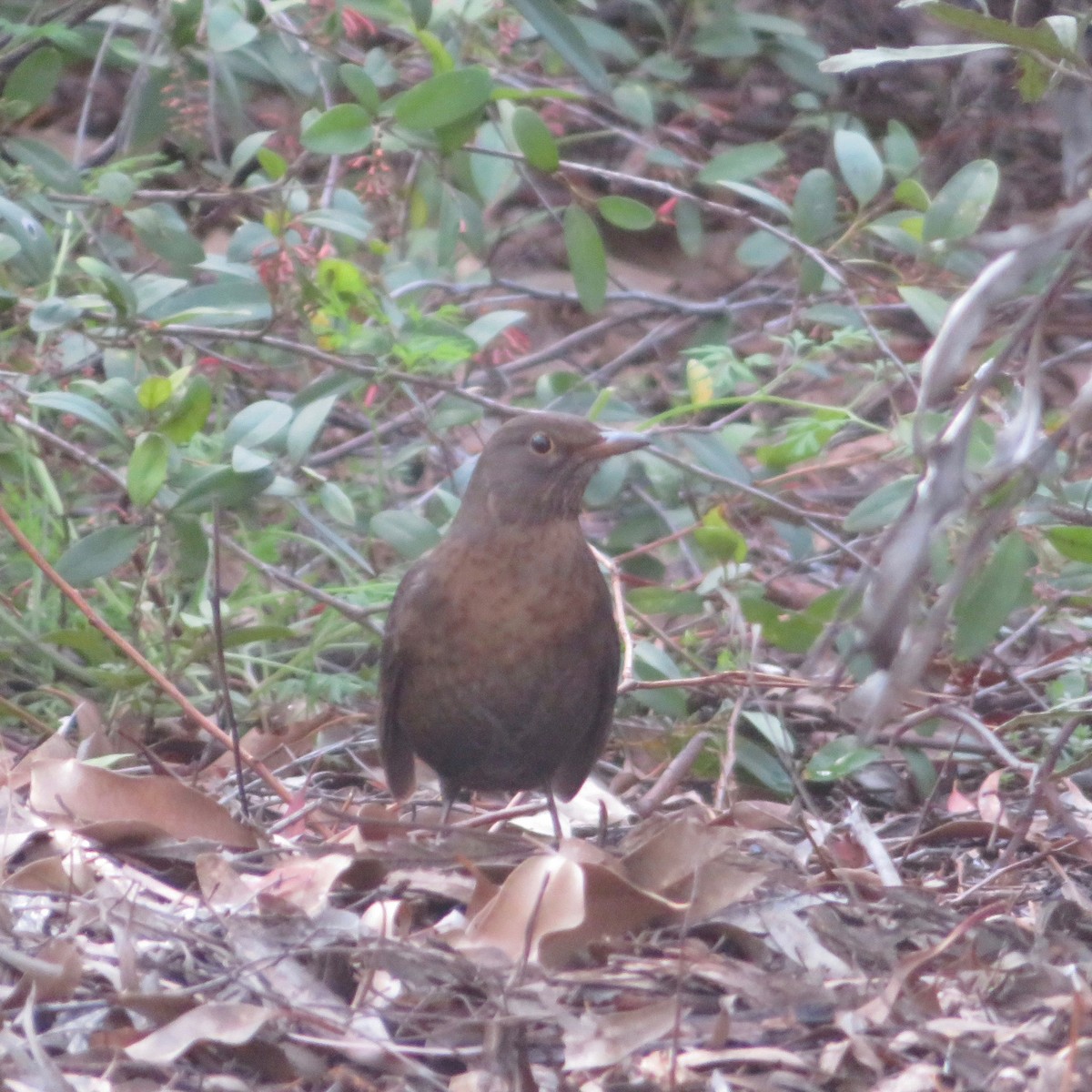 Eurasian Blackbird - ML349048181