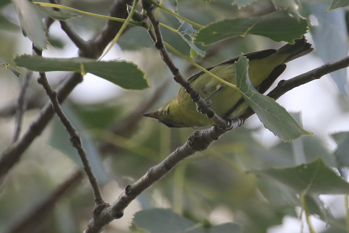 Vireo de Filadelfia - ML34904821