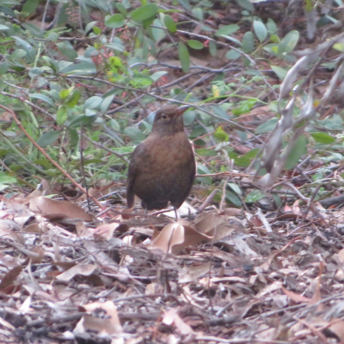 Eurasian Blackbird - ML349048371