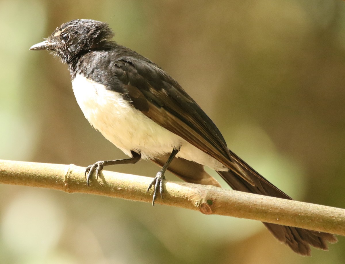 Willie-wagtail - ML349050611