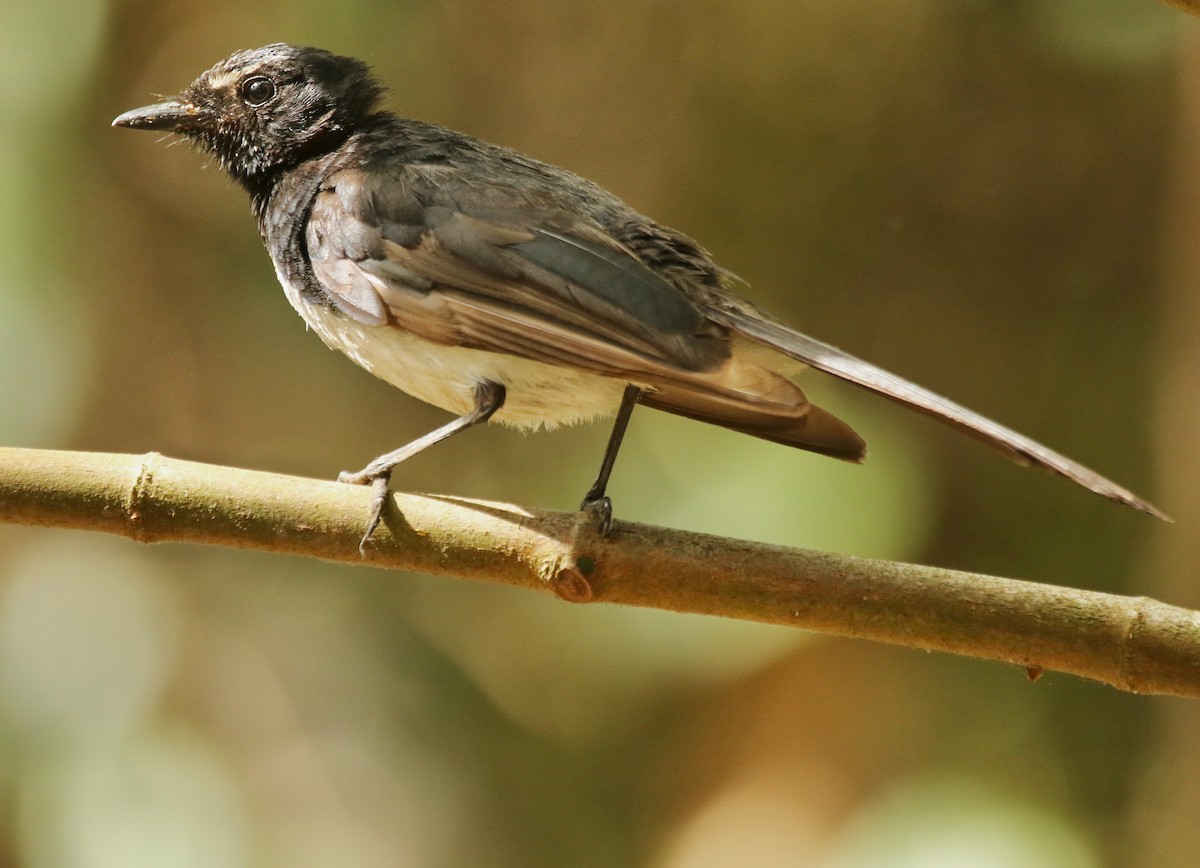 Willie-wagtail - ML349050621