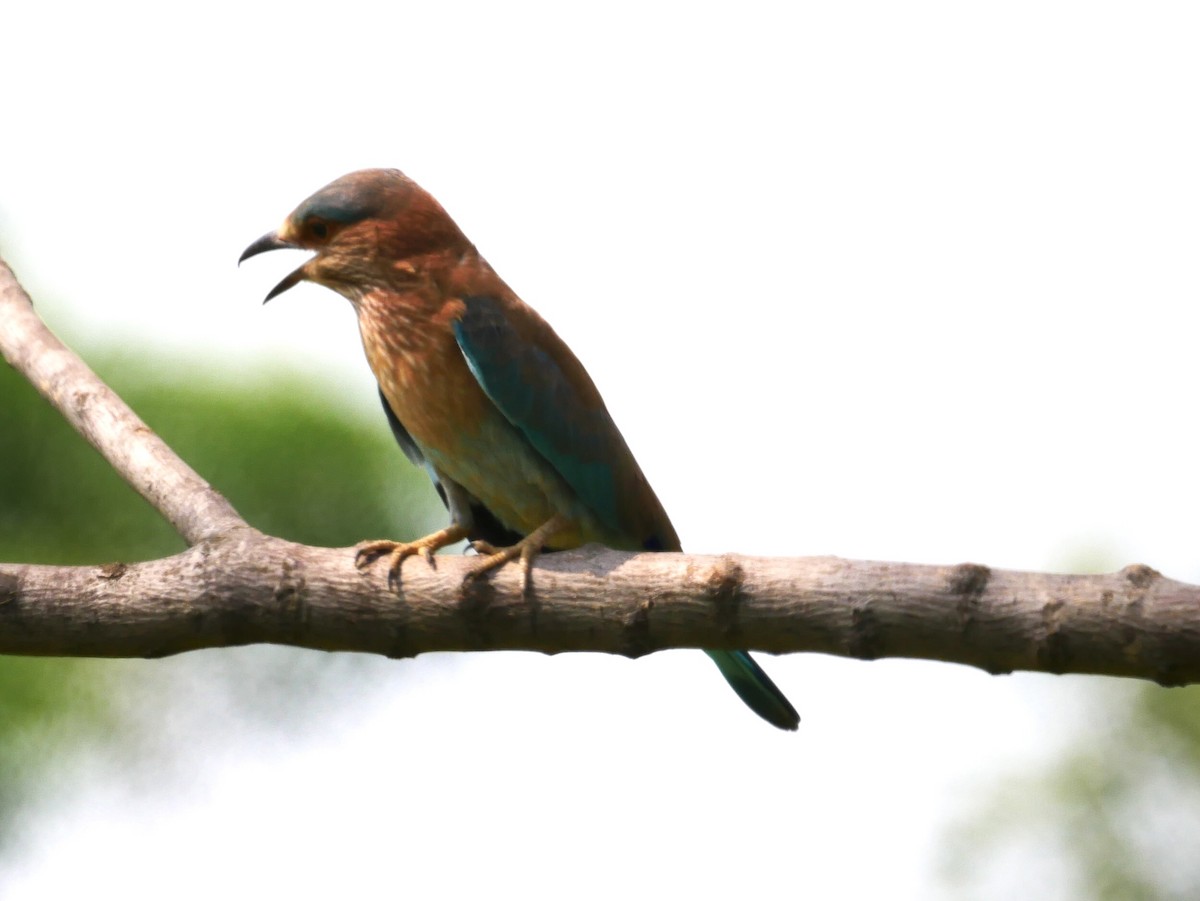 Indian Roller - ML349051241