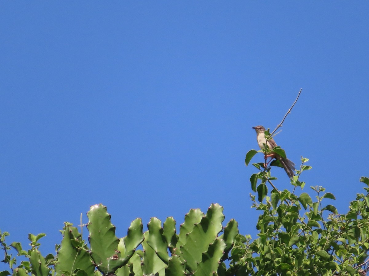 Jungle Prinia - ML349051621