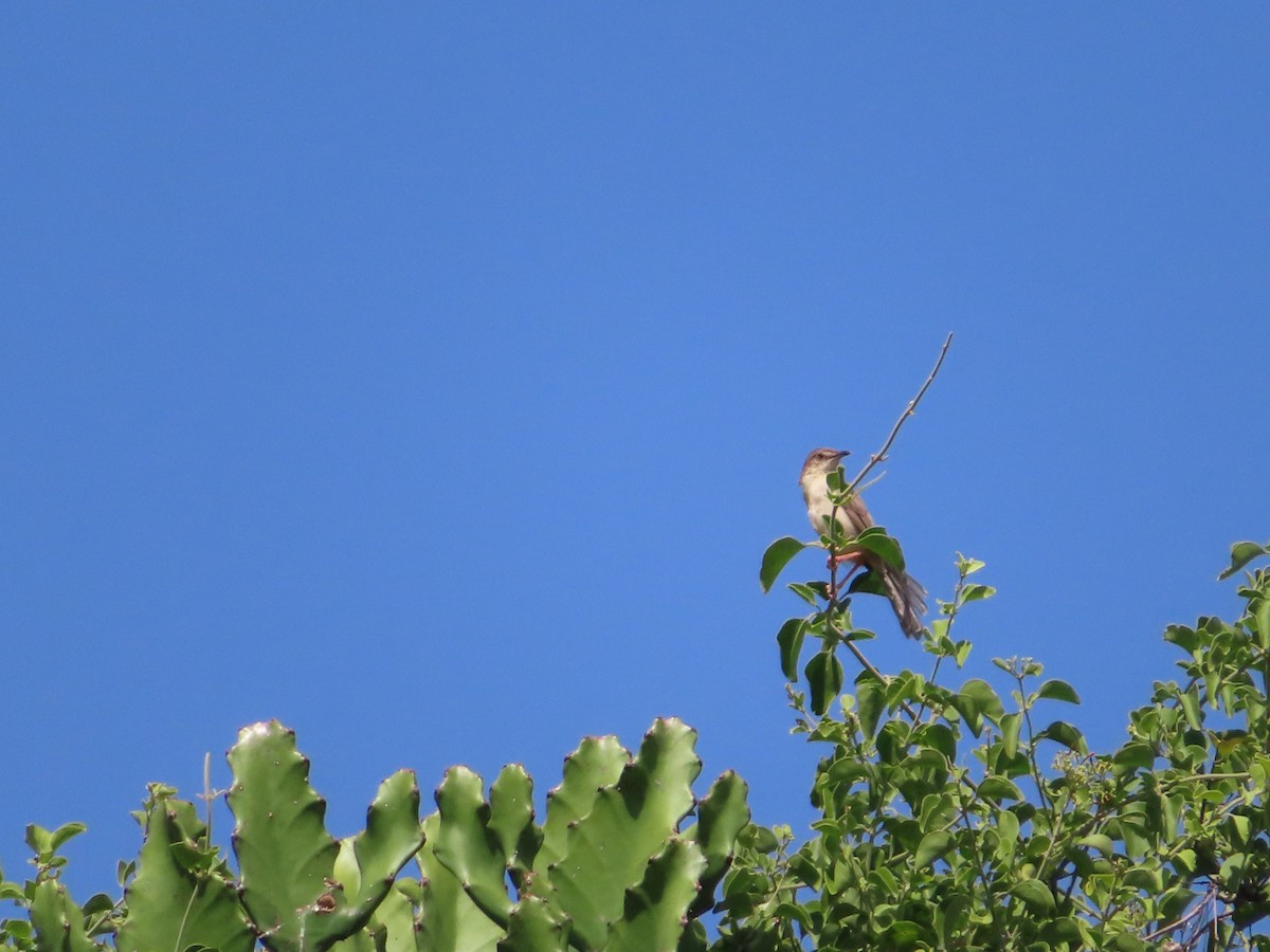 Prinia forestière - ML349051631