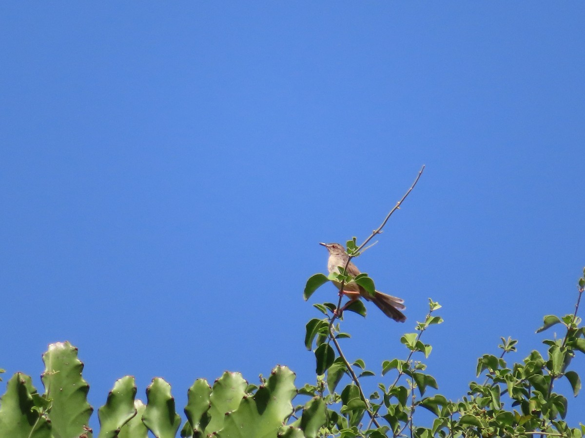 Prinia forestière - ML349051651