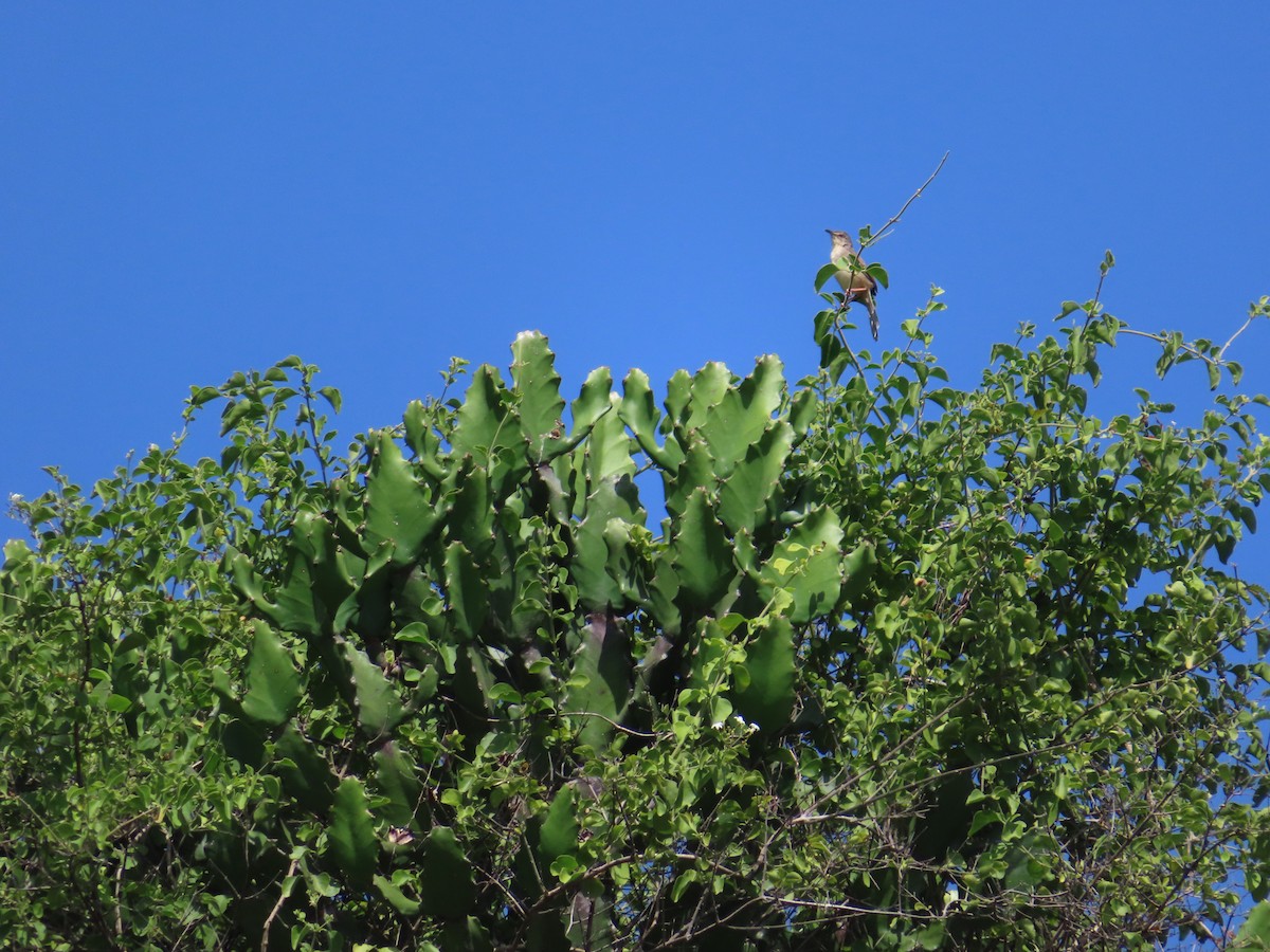 Jungle Prinia - ML349051661