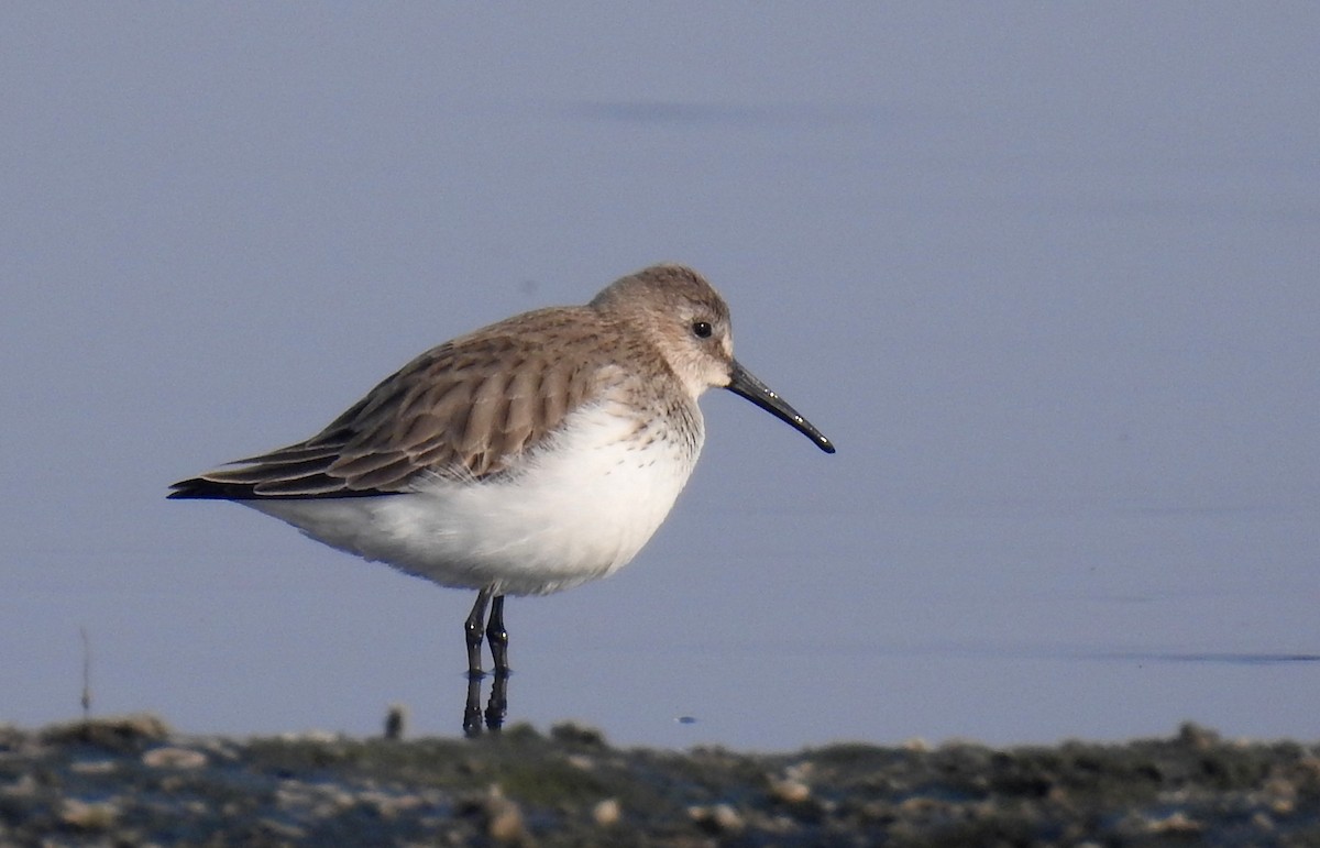 Dunlin - ML349051751