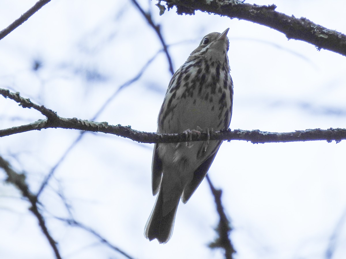 Ovenbird - ML349052211