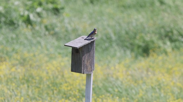 Eastern Bluebird - ML349052411