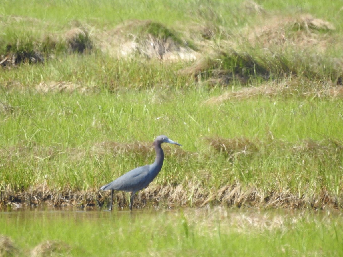 volavka modrošedá - ML349054291