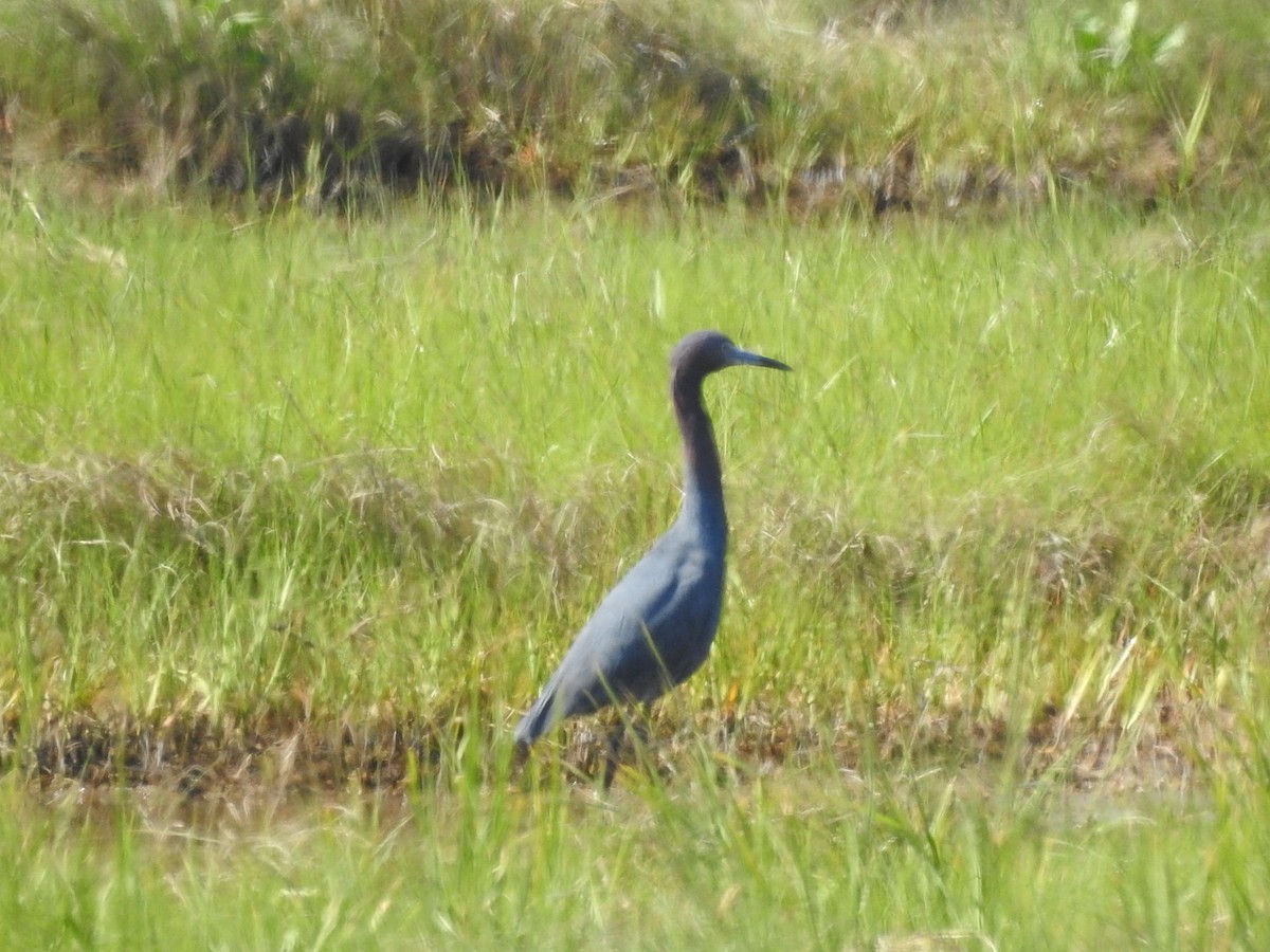 volavka modrošedá - ML349054341