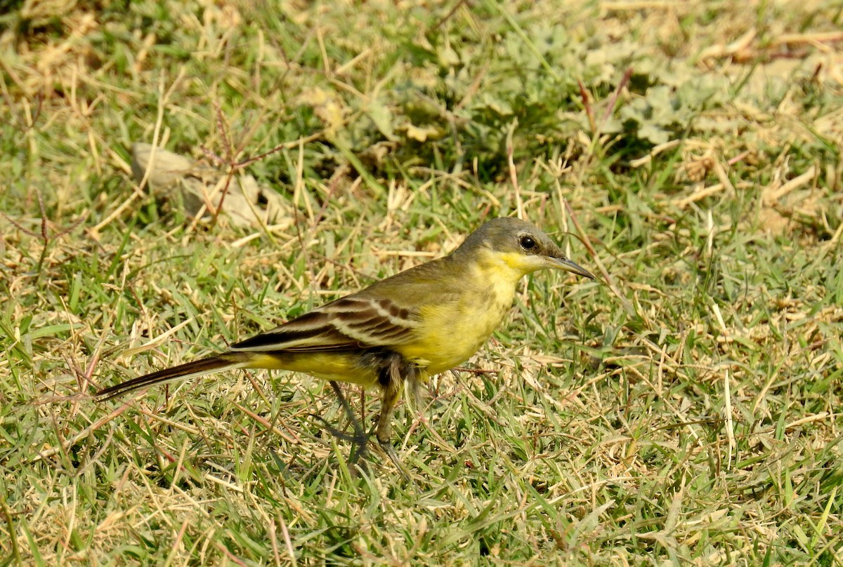 Western Yellow Wagtail - ML349054691