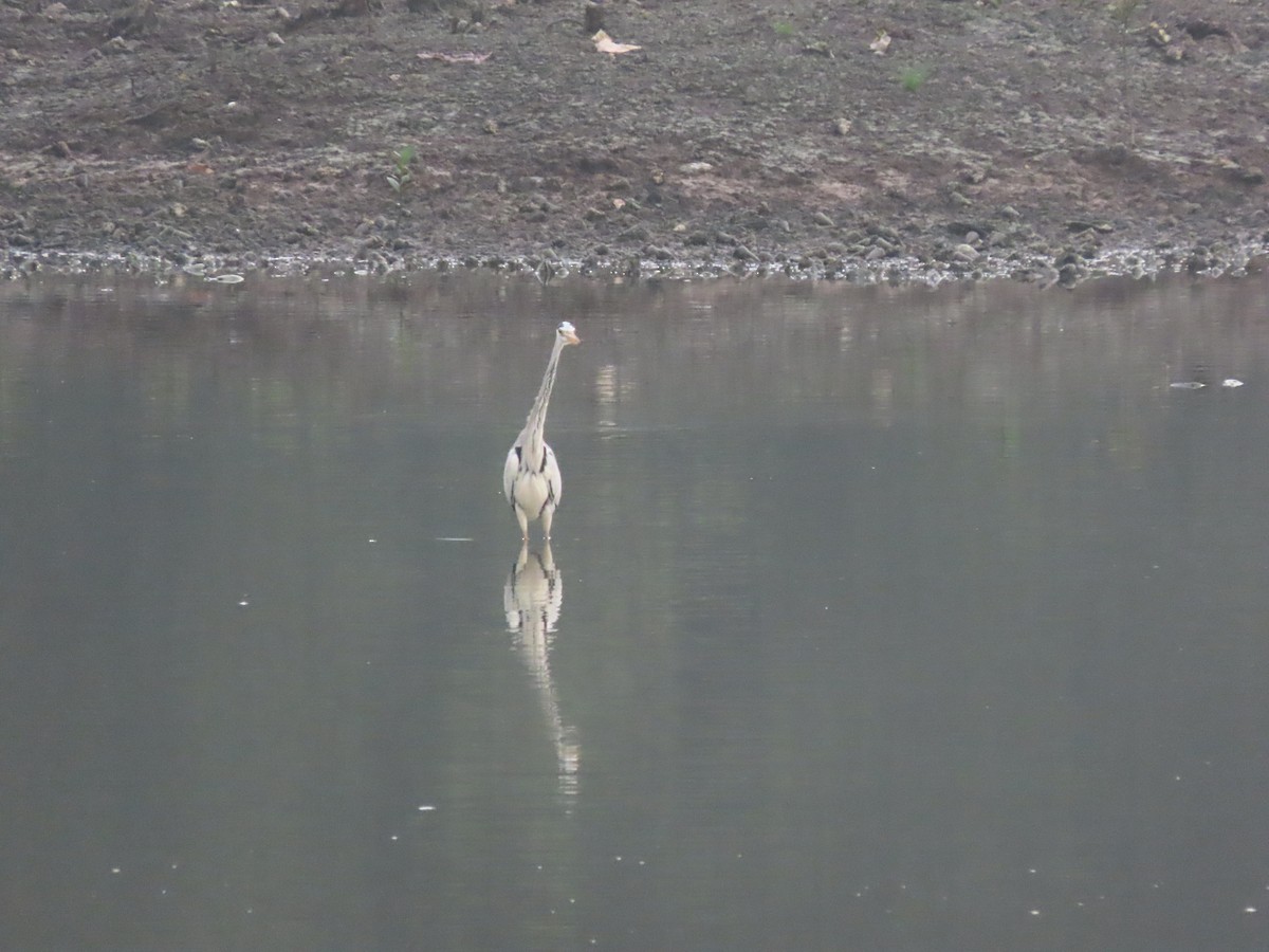 Gray Heron - Angela Christine Chua