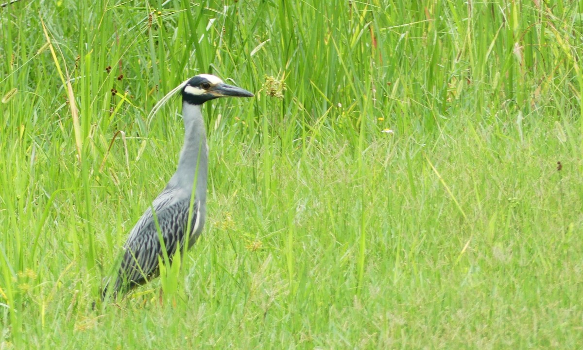 Yellow-crowned Night Heron - ML349056481