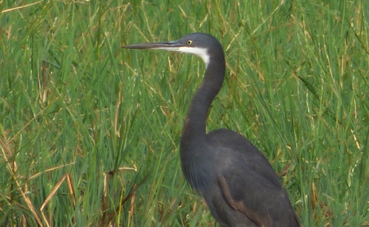 Western Reef-Heron (Western) - ML349056901