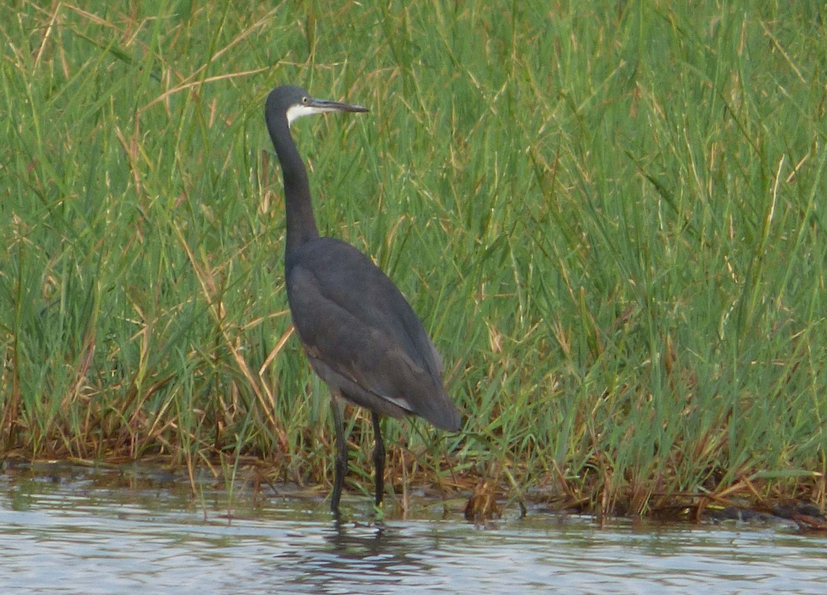 Western Reef-Heron (Western) - ML349056911