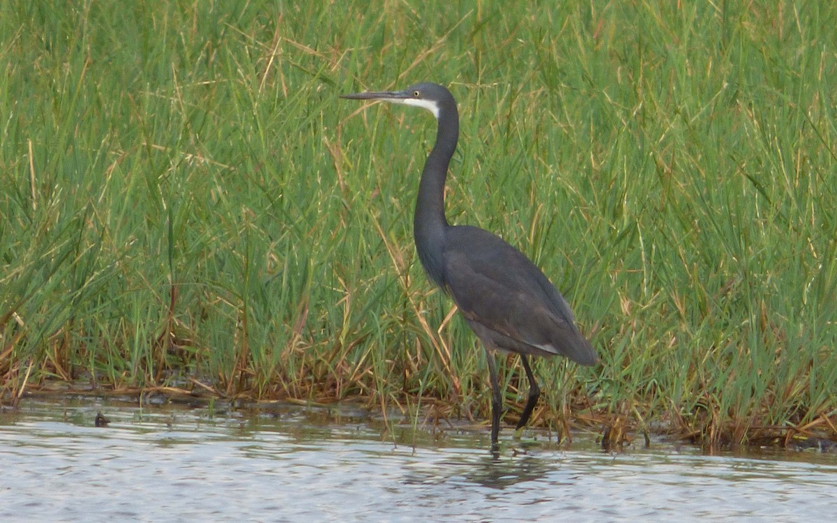 Western Reef-Heron (Western) - ML349056921